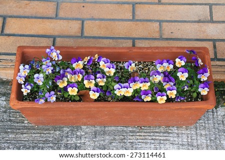 Pansy flower in a rustic flower pot, Purple flowers in pots.