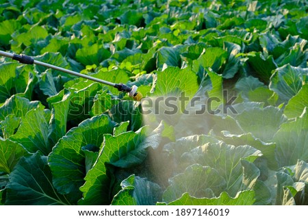 Sprayer nozzle sprayed the cabbage vegetable plant, insecticide and chemistry are used ストックフォト © 