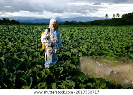 Female gardener in a protective suit and mask spray Insecticide and chemistry on huge cabbage vegetable plant ストックフォト © 