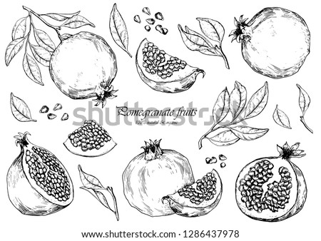 Set of pomegranate fruits. Isolated elements for design. Hand drawn vector illustration.