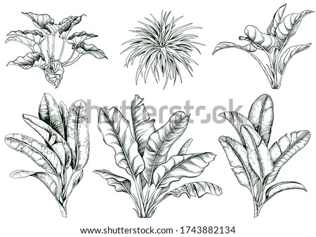Collection of tropical large leaves and banana branches. Hand drawn vector illustration. Isolated elements for design. ストックフォト © 