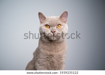 portrait of a hungry 6 month old lilac british shorthair kitten looking at camera on gray background with copy space