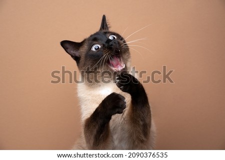 funny seal point siamese cat playing raising paws making funny face with mouth open on brown background with copy space Foto stock © 