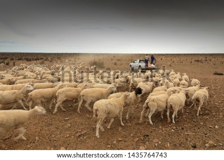 Similar – Image, Stock Photo just watching sheep