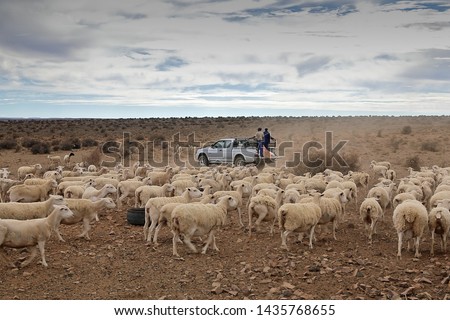 Image, Stock Photo just watching sheep