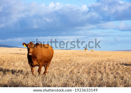 Similar – Image, Stock Photo just watching sheep