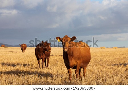 Similar – Image, Stock Photo just watching sheep