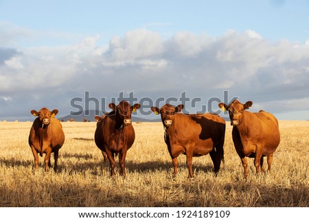 Similar – Image, Stock Photo just watching sheep