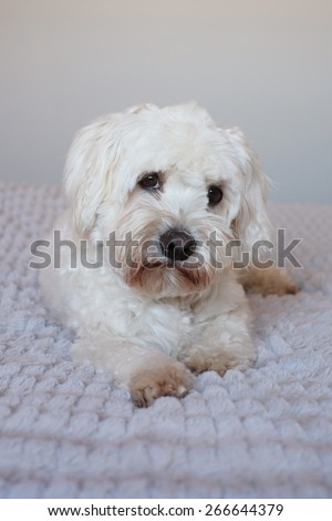 white fluffy dog looking cute lying down on a grey backdrop