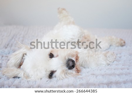 white fluffy dog looking cute lying on his back for a tummy rub