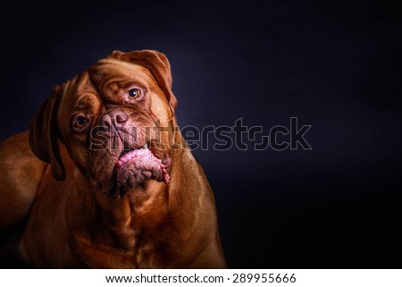 Low key portrait of a dog de bordeaux looking at camera. Dog on left of frame and shot from above.