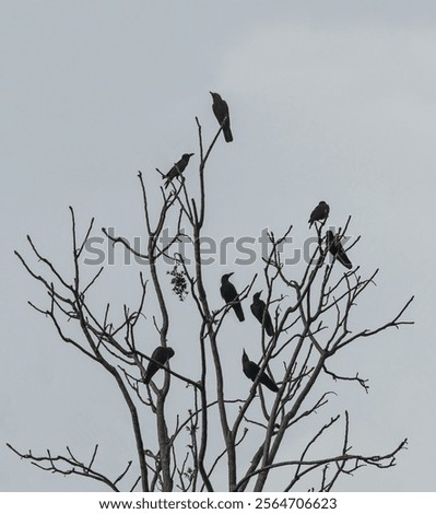 Similar – Image, Stock Photo Crow on bare tree raven