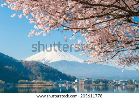 Mt Fuji and Cherry Blossom at Kawaguchiko Lake