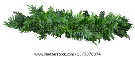 Similar – Image, Stock Photo Fern on the wall of a Scottish abbey.