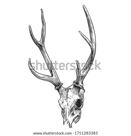 Drawings Of Deer Skulls | Free download on ClipArtMag