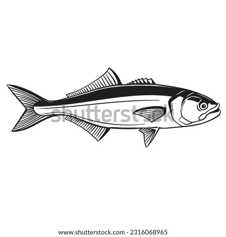 Bluefish (Pomatomus saltatrix). Ocean fish. Black and white hand drawn vector illustration.