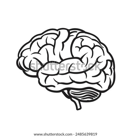 Brain Png | Free download on ClipArtMag