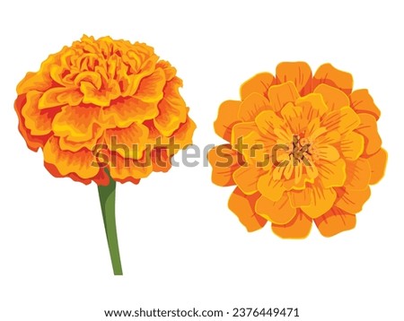 Similar – Image, Stock Photo Orange marigolds in the garden