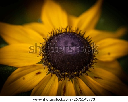 Similar – Image, Stock Photo Closeup of yellow cornflower with selective focus on foreground