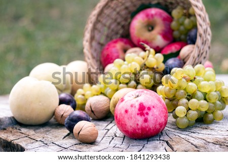Autumn fruit harvest. Grape, peach, walnut, plum and pear in wic Zdjęcia stock © 