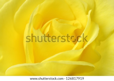 marco image of a yellow rose