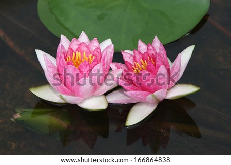two red water lily flowers blossom on water against green foliage