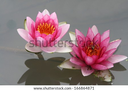 two red water lily flowers blossom on water