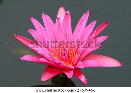 red water lily against pond water