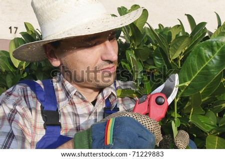Adult man (gardener) in the blue overalls and straw hat cutting tree with a pruning shears