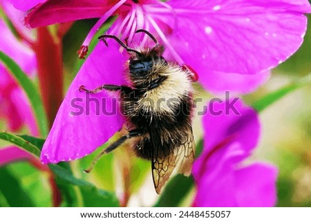 Similar – Image, Stock Photo A small fat bumblebee really sucks in a yellow flower with pollen.