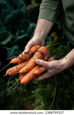 Image, Stock Photo Male gardener holding freshly harvested turnips from garden