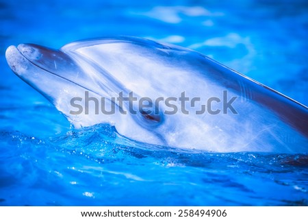 Dolphin put in an appearance from the surface of the water