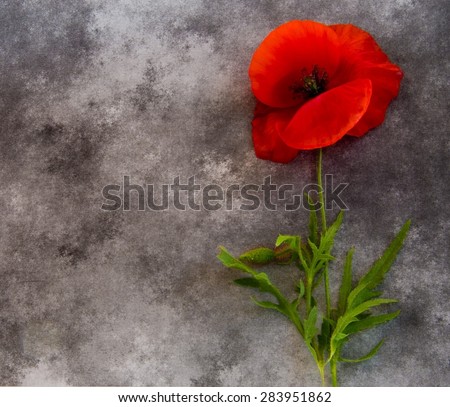 Condolence card with field poppy
