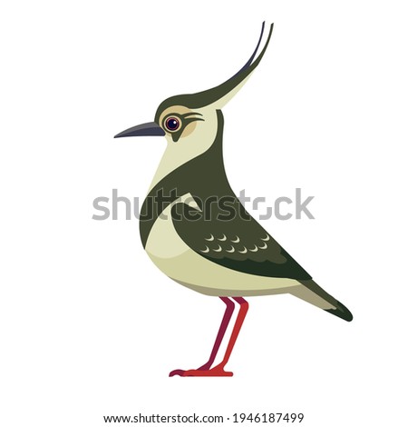 Northern lapwing is pewit, green plover, or just lapwing, is a bird in the lapwing subfamily. Bird Cartoon flat style beautiful character of ornithology, vector illustration isolated on white.