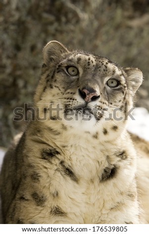 Snow Leopard, Panthera uncia, Montana, United States. Controlled Situation.