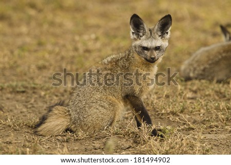 Bat-eared Fox, Otocyon megalotis, Ngorongoro Conservation Area in Serengeti National Park, Tanzania