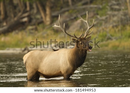 Elk (Wapiti), Cervus elephas, Bull elk in the Madison River, Yellowstone National Park, Wyoming, United States