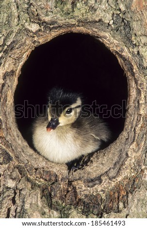 Wood Duck, Aix sponsa, chick in a round wood hole in a tree. Central Pennsylvania, United States
