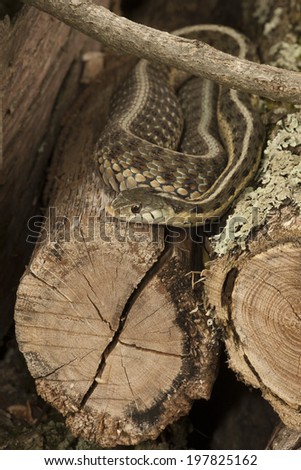 Eastern Garter Snake, Thamnophis s. sirtalis, resting on wood pile, Central Pennsylvania, United States