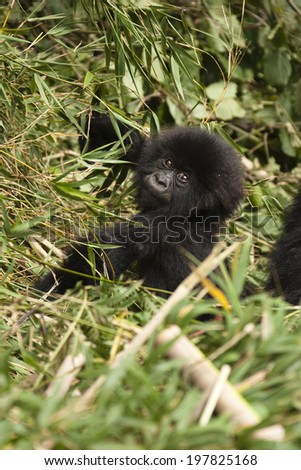 Mountain Gorilla, Gorilla beringei beringei, Infant resting, Volcanoes National Park, Rwanda, Africa.