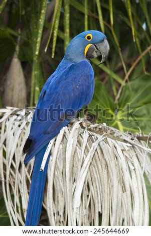 Hyacinth Macaw, Anodorhynchus hyacinthinus, Pantanal, Brazil, South America