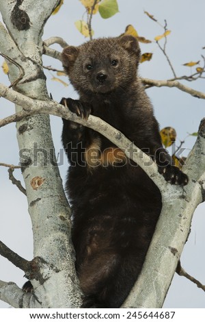Fisher, Martes pennanti, captive model, in a white birch tree, in Montana, United States