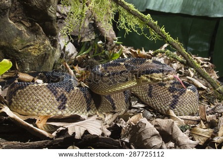 Central American Bushmaster, Lachesis stenophrys, Arenal Volcano area, Costa Rica, Central America, controlled situation.