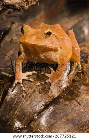 Solomon Island Eyelash Frog, Ceratobatrachus guentheri. in leaf litter, Captive or controlled situation, native to Solomon Islands