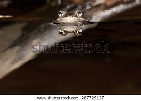 Wood frog , Rana sylvatica, in pond, with reflection, Central PA, controlled situation