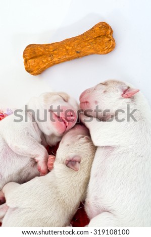 New born puppies sleep together