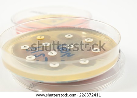 Petri dish antibiogram on white background. Escherichia Colli bacteria on petri dish