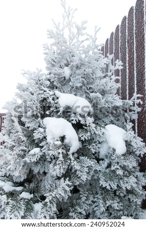 Frozen thuja on a very cold winter morning. Extreme cold weather conditions concept