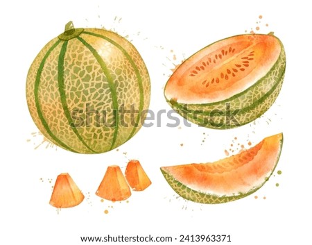 Watercolor vector hand drawn illustration of Melon Cantaloupe whole and slices. With paint splashes.