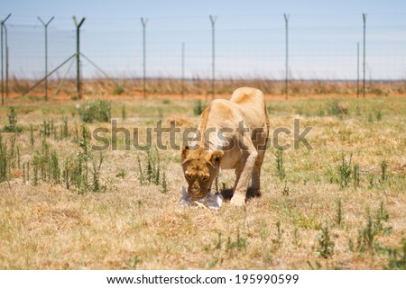 Female adult lion in a camp with green grass